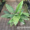 Спатифиллум d25 h50-60 Tim 