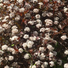 Пузыреплодник калинолистный Саммер Вайн / Севард v5 80-100 