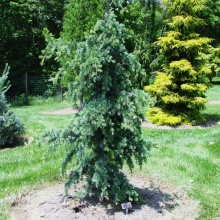 Кедр ливанский Блю Энджел 100-125 cm cont. 7,5L Mt по цене  Кедр ливанский Блю Энджел 100-125 cm cont. 7,5L Mt