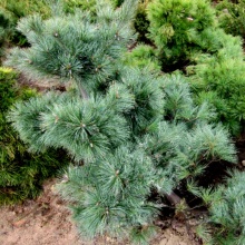 Растение сосна веймутова Кругерс Лиллипут 30-35 cm cont. 7,5L Mt по цене  Растение сосна веймутова Кругерс Лиллипут 30-35 cm cont. 7,5L Mt