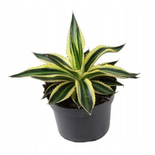 Агава Лофанта d13 h20 