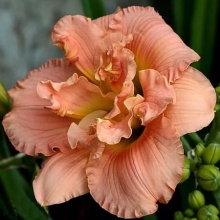 Лилейник Силоам Дабл Классик v2 Tim 