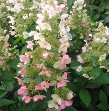 Гортензия метельчатая Кьюшу С3 ЦО 