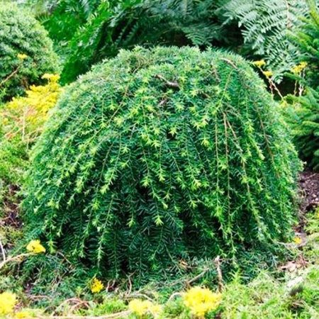 Растение тсуга канадская Пендула 125-150 KG 