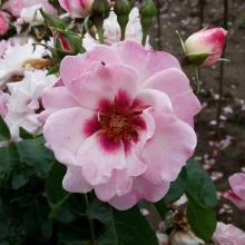 Роза корнесобственная шраб Ангел Айз v5 Tim 