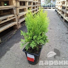 Туя западная Ауреа Нана v2 Lav по цене  Туя западная Ауреа Нана v2 Lav