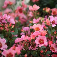 Роза корнесобственная Фор ёр Айз Онли v5 Tim 