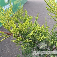 Можжевельник средний Олд голд v2 Lav 
