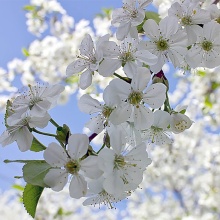 Вишня Десертная Морозовой v7/10 120-140 Tim 