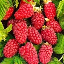 Малина Рубиновое ожерелье, красная v3-5 Tim 