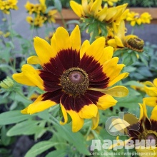 Рудбекия v1,5 Push 