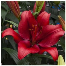 Лилия ла-гибрид Покерфейс d10 Tim 