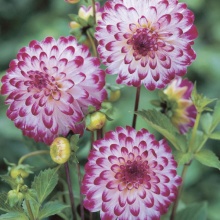 Клубень НВМ Георгина Шаровидная Литтл Роберт (II) 1шт 