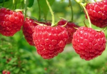 Малина Новость Кузьмина, красная v5 Tim 