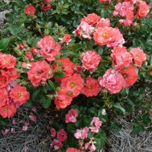 Роза корнесобственная шраб Корал Дрифт v5 Tim 