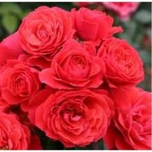 Роза флорибунда Черри Герл с5, Tim 