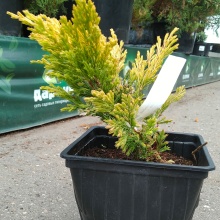 Можжевельник горизонтальный Лаймглоу v2 Lav по цене  Можжевельник горизонтальный Лаймглоу v2 Lav