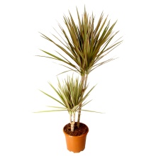 Основное изображение