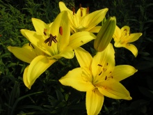 Лилия азиатская Калэйс d10 Tim 