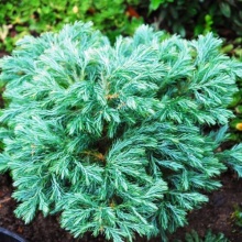 Кипарисовик горохоплодный Булевард С10, 40-60см по цене  Кипарисовик горохоплодный Булевард С10, 40-60см