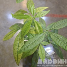 Пахира Акватика d9 h25 