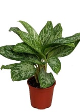 ОсновноеИзображение