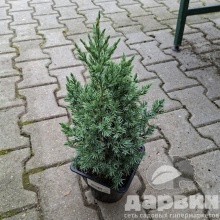 Можжевельник китайский Стрикта v2 Lav 