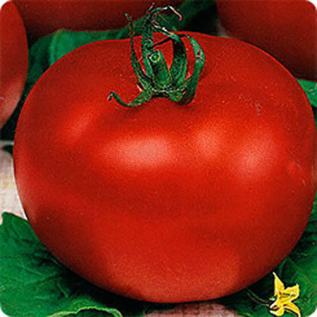 Семена томат Радостный, Поиск 