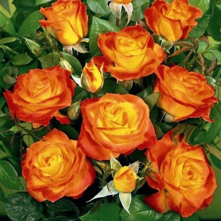 Роза флорибунда Мариетта v5 Lav 