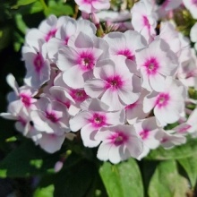 Флокс Бамбини Булсай v2 Tim 