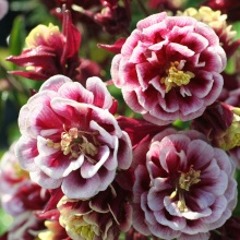 Корневище НВМ Водосбор Дабл Рэд (I) 1шт 