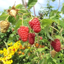 Малина Самородок, красная v2 Tim 