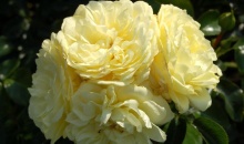 Роза флорибунда Солеро с5, Tim 