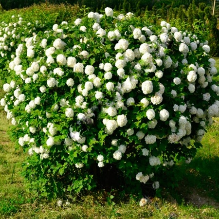 Растение Калина обыкновенная Roseum шар 125-150 арт 22011100 Niv 