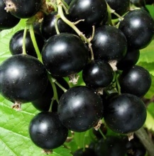 Смородина черная Селеченская С2 20-40 ЦО 