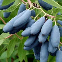 Жимолость съедобная Восторг v5 Tim 