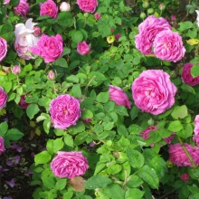 Роза плетистая Мадам Исаак Перье v5-10 Tim - Fr 