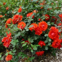 Я_Роза полиантовая Орандж Сенсейшион v7 Tim 