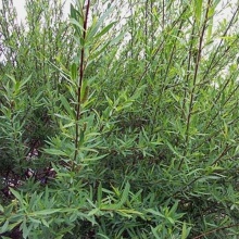 Ива Ледебура ф.пирамидальная  С3 Tum 