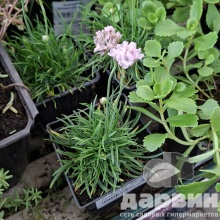 Армерия p9 Push 