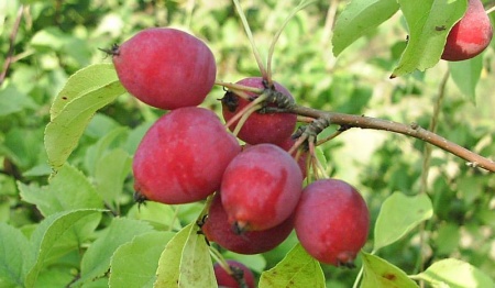 Яблоня колоновидная Китайка красная v7 60-80 Tim 