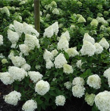 Гортензия метельчатая Полар Бир С3 ЦО 