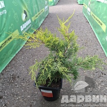 Можжевельник средний Олд голд v2 Lav 
