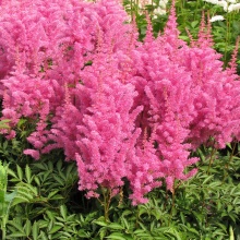 Астильба Глория Пурпуреа v2 Tim 