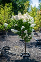 Гортензия метельчатая Лаймлайт v10 h120 штамб Tw 