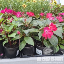 Бальзамин d12 Tim 