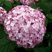 Гортензия древовидная Кендибелл Баблгам v5 Lav 
