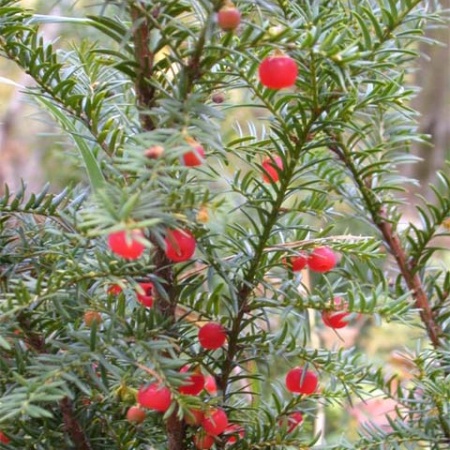 Растение тисс ягодный 40-50см 