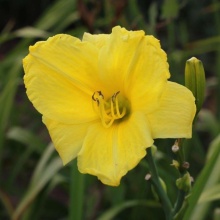 Лилейник Миссури Бьюти v2 Tim 