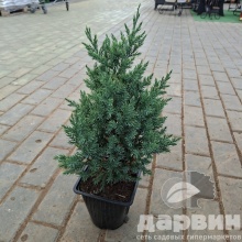 Можжевельник китайский Стрикта v2 Lav 